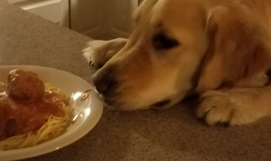 Pasta dog!!