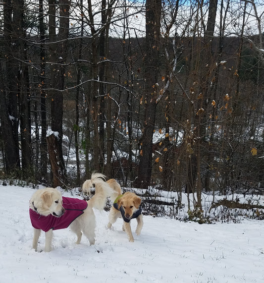 Having fun in the snow!🐕❄⛄🐕