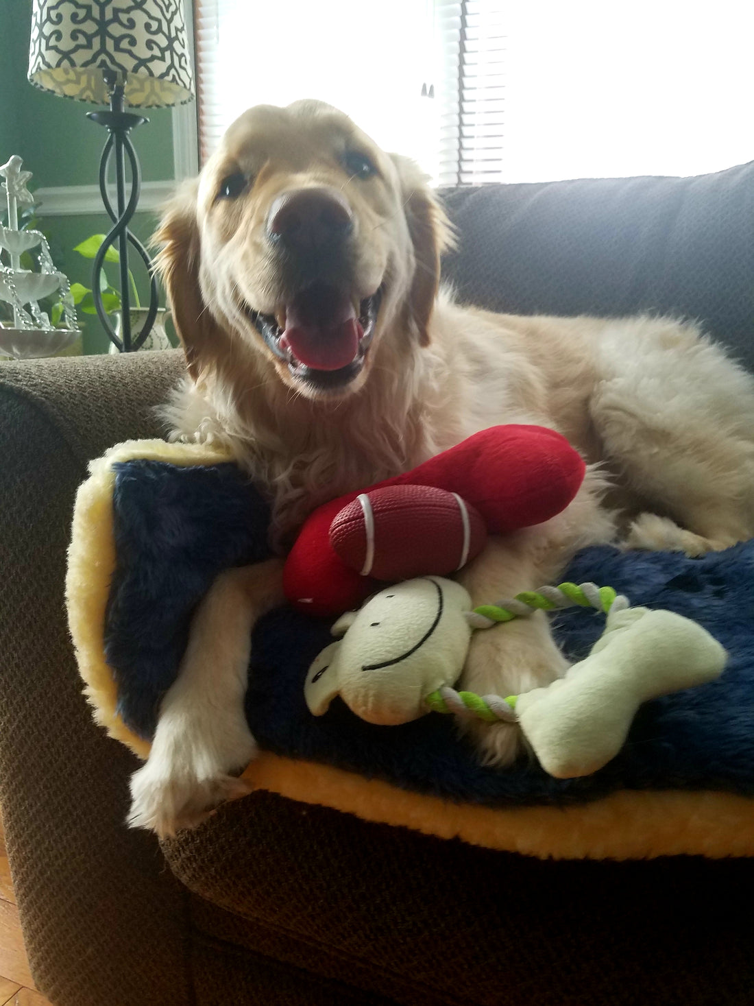 Goldens love their toys!🐶🏈⚾️😄