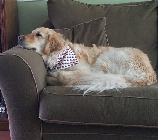 Our golden loves his new pet scarf!🐶🌻🐕