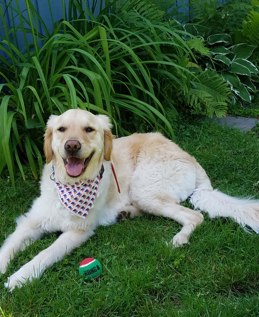 Doggy playtime!🐶⚾️🌻