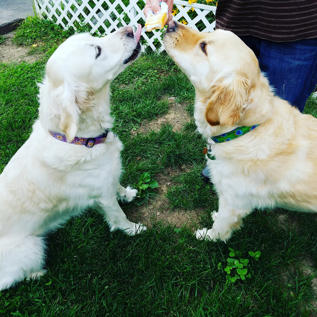 Sharing goldens