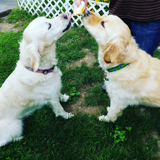 Sharing goldens