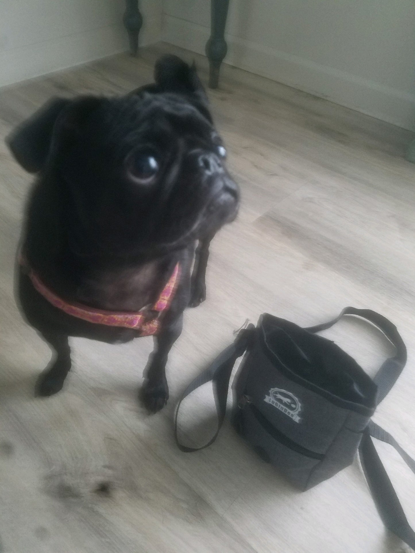 Lugindee Dog Treat Pouch| Lulu Belles Gallery & Unique Gifts | LuGinDee