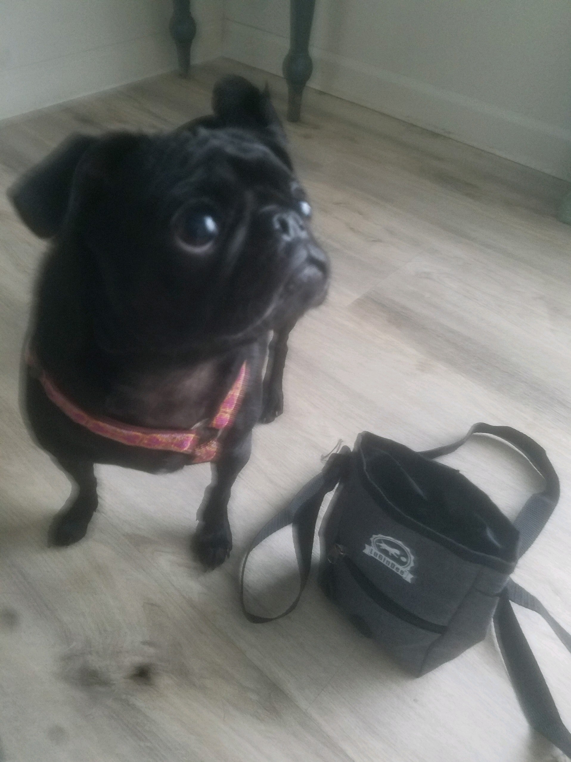 Lugindee Dog Treat Pouch| Lulu Belles Gallery & Unique Gifts | LuGinDee