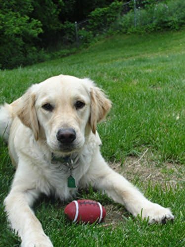 FootBall ,Dog Toys-Out of Stock