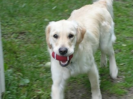 FootBall ,Dog Toys-Out of Stock